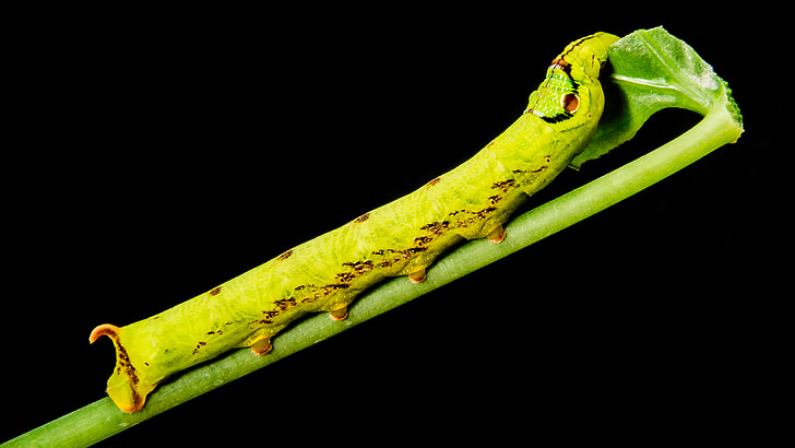 Caterpillar, verde amarelo, guloso, fechar