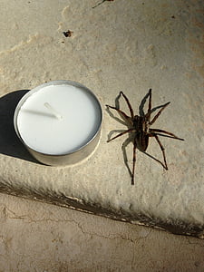 nhện, araña, insecto, entomología