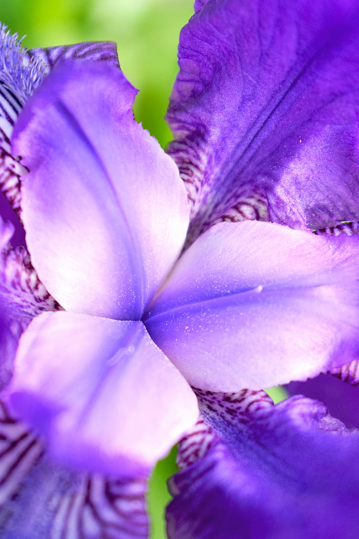 flower, macrophoto, macro, flowers, nature, plant, purple
