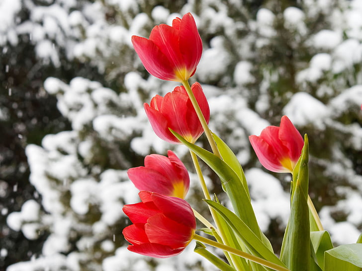 tulipes, flors, natura, color, vermell, flors de primavera, flors de color vermell