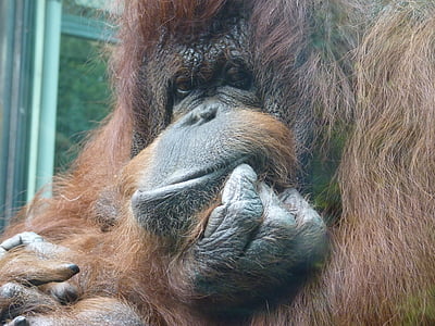 opice, Orangutan, Zoo, zvířata, zvíře, divoká zvířata, volně žijící zvířata