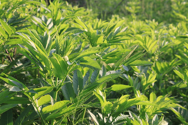 danewort, ebulus, filed, green, sambucus, plants