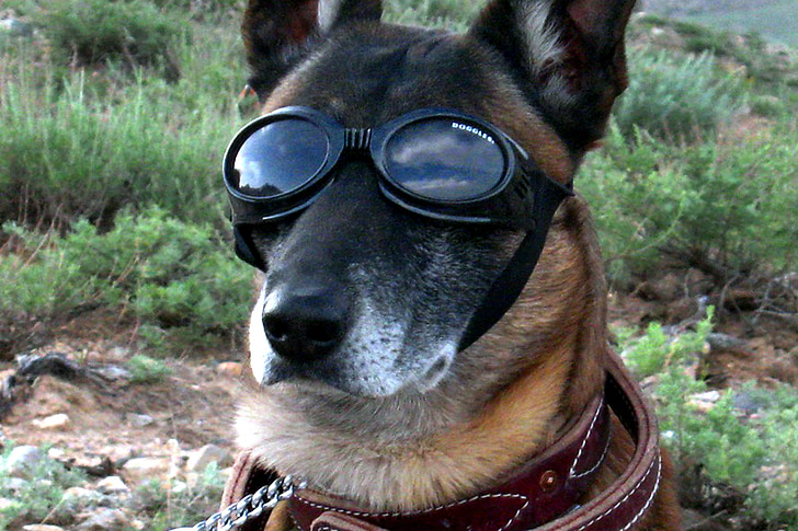 Pastore tedesco, cane, occhiali di protezione, militare, lavoro, servizio, occhiali