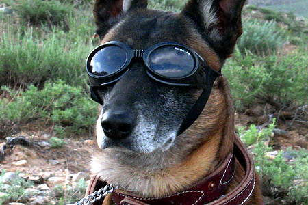 pastor alemany, gos, ulleres, militar, treballant, servei, ulleres