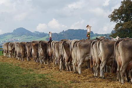 show de gado, aduaneira, Appenzellerland, Appenzell, pedra, vacas, Prêmio
