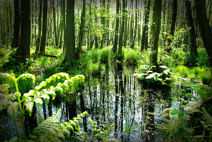 Les, Darß, jaro, stromy, rybník, zrcadlení, trav