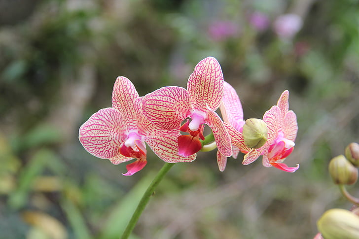 phalaenopsis, plant, flower, pink