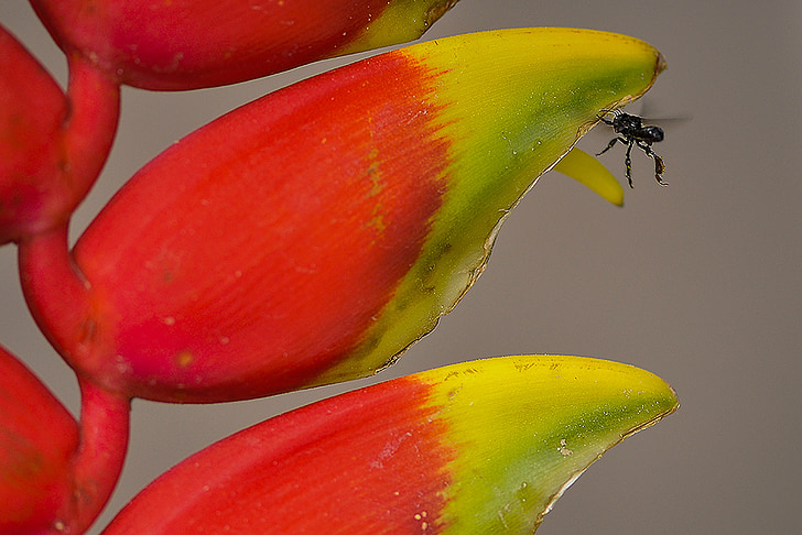 flower, leaves, banana tree, ornamental, insect, red, yellow