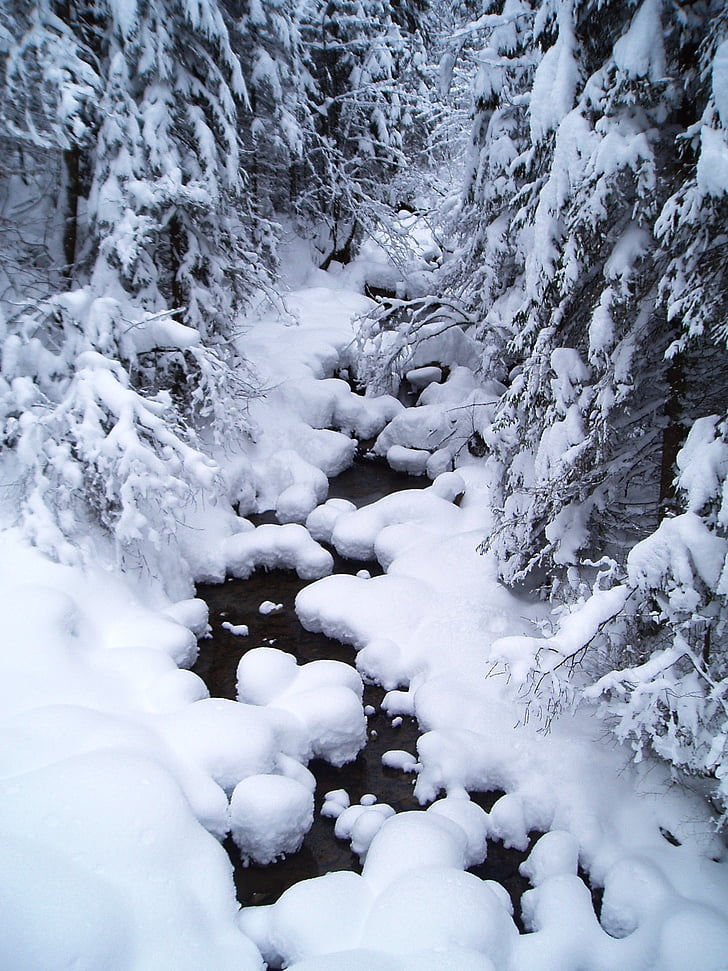 lumi, Bach, vesi juoksee, Talvinen, Luonto, valkoinen, luminen