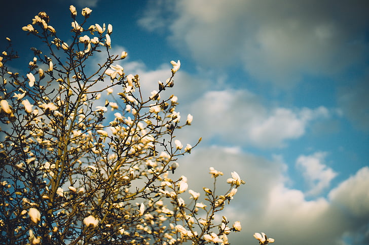 bianco, petalo, fiori, cielo, sole, Magnolia, in fioritura