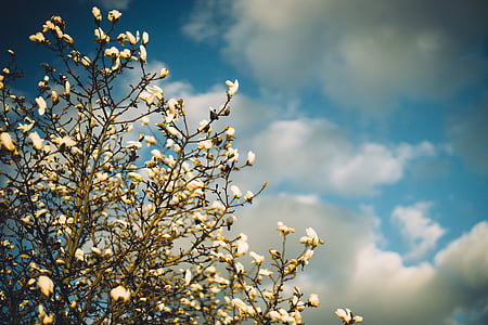 white, petal, flowers, sky, sun, Magnolia, in bloom