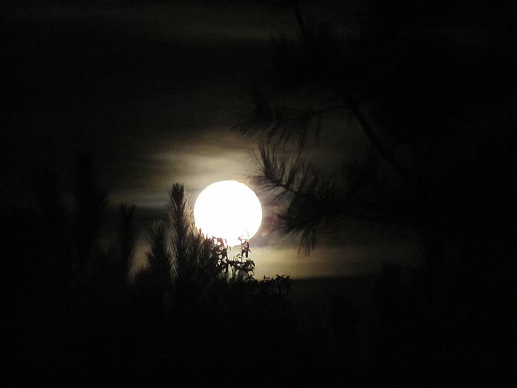 completo, Luna, árboles, luz de la luna, cielo, oscuridad, noche