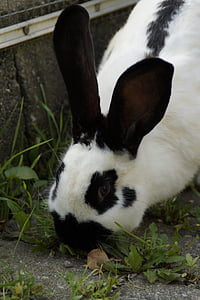 stall hase, Hare, svart-hvitt, nager, ører, lenge eared, kosete