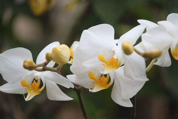 flors, orquídia, mes d'orquídies, natura, flor, blanc, mufid majnun