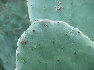 cactus, planta, cactus, botànic, suculentes, botànica