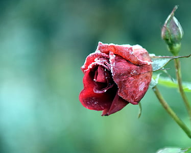 Rose, Frost, pozimi, hladno, narave, cvet, zamrznjeni