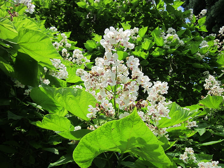 Catalpa bignonioides, Jižní catalpa, Cigar strom, Indian bean strom, keř, strom, Flora