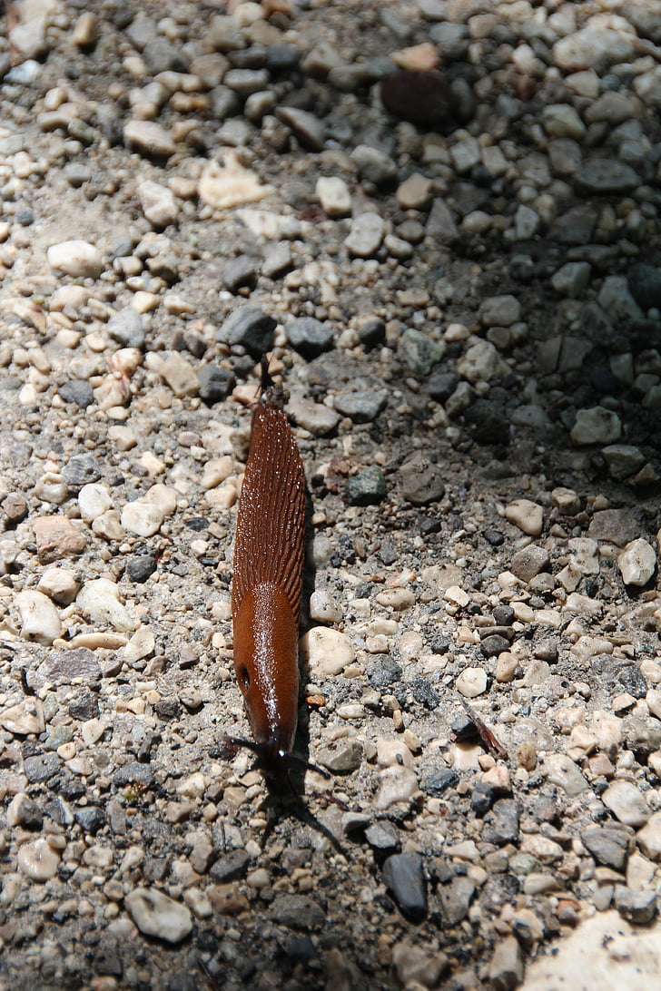 slug, snail, naked, crawl, mollusk, brown, slowly