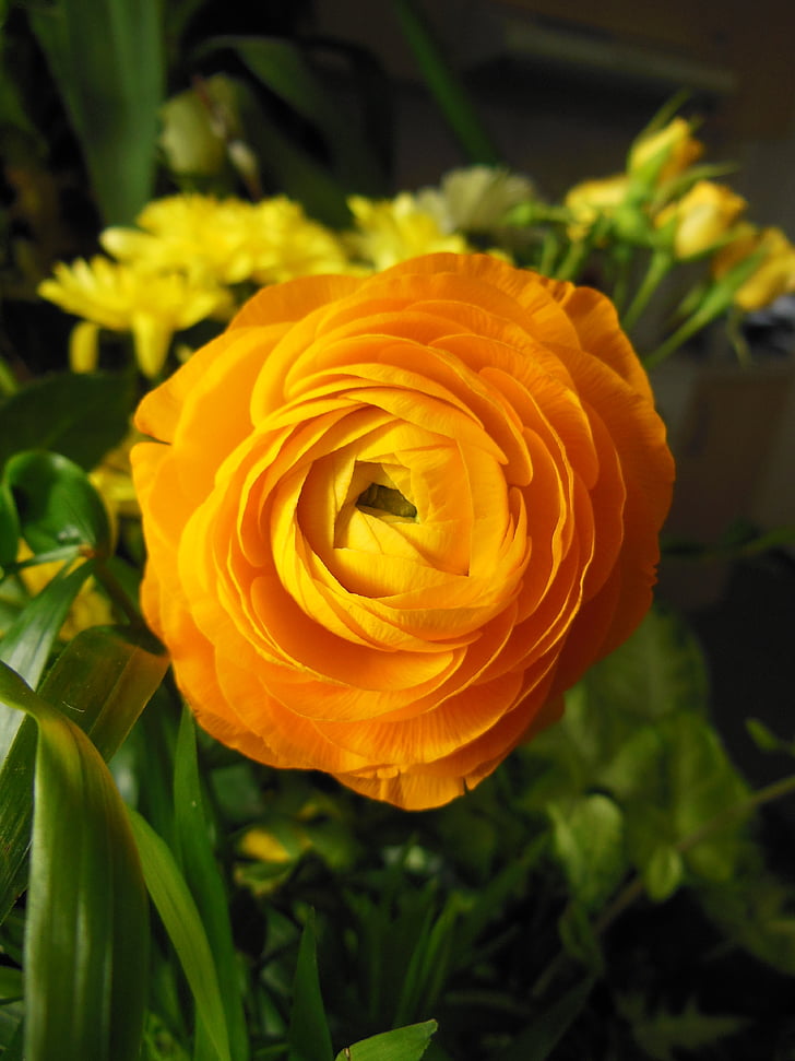 ziedi, Ranunculus, apelsīnu ranunculus, puķe, silts krāsu, oranža, ziedu pušķis