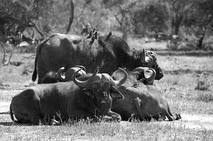Buffalo, Afrika, Big päť, zviera, voľne žijúcich živočíchov, divoké, zoológia