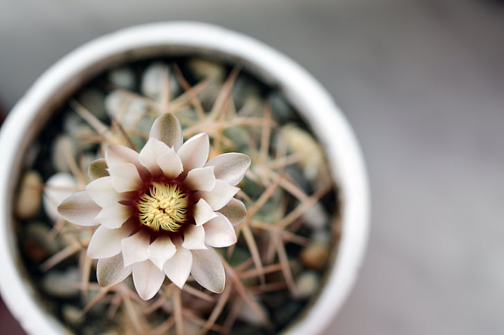 gymnocalycium, flor de cactus, cactus, cactus amb flors, planta, en una olla, planta d'interior