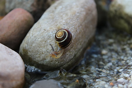 snail, animal, reptile, mollusk, shell, nature, stone