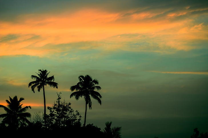 sončni zahod, Palme, kokosov oreh, nebo, modra, oranžna, Palme