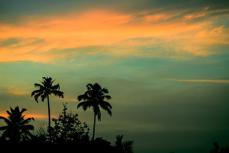 solnedgang, palmer, kokosnøtter, himmelen, blå, oransje, Palme