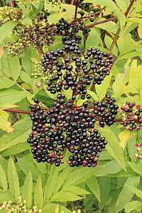 Berry, hitam, danewort, ebulus, penatua, sambucus, buah