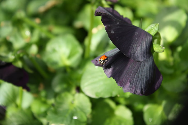 ladybug, purple, flower