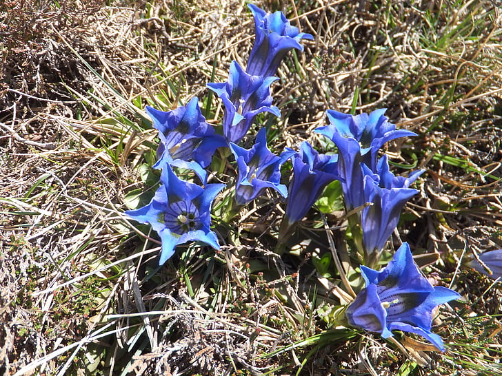 genciana, cuinar genciana de tall, Gentiana acaulis, flor, blau, conservació de la natura, primavera