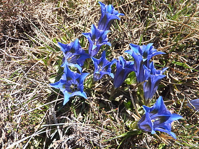 Genziana, Genziana di taglio del cuoco, Gentiana acaulis, fiore, blu, conservazione della natura, primavera