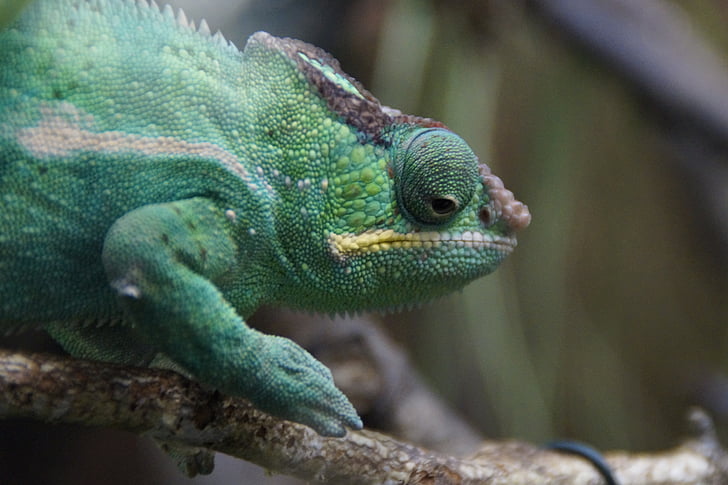 Camaleón, verde, reptil, animal, cabeza, Chamaeleonidae, ojo