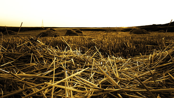 zemědělství, pole, sklizeň, organický, závod, vegetace, Příroda