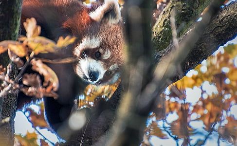 red panda, cute, climbs, tree, autumn, leaves, animal world