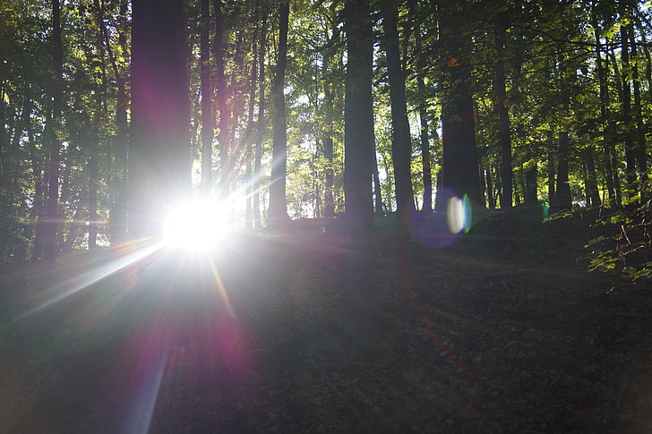 sun, sunbeam, aperture stain, rays, nature, forest, trees