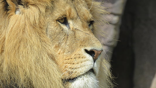 animal, lion, wildlife photograph, wildlife, animal images, close up, feline
