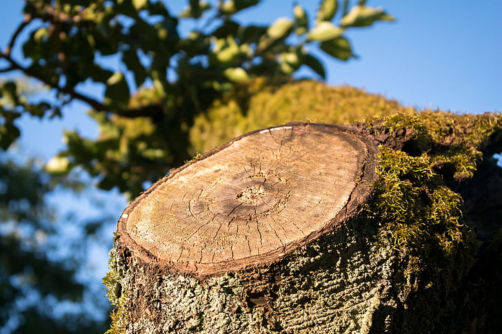 aststumpf, tree stump, sawed off, tree, wood, forest, log