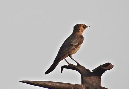 brown rock chat, indian chat, bird, cercomela fusca, saxicolinae, agra, india