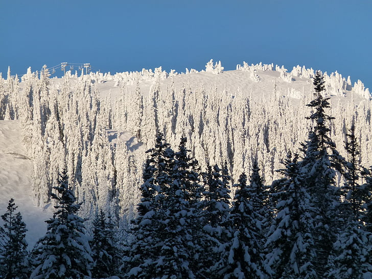 zimné, Wonderland, stromy, snehom pokryté, Forest, Hills, sneh