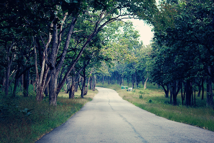forest, road, nature, tree, landscape, green, outdoor