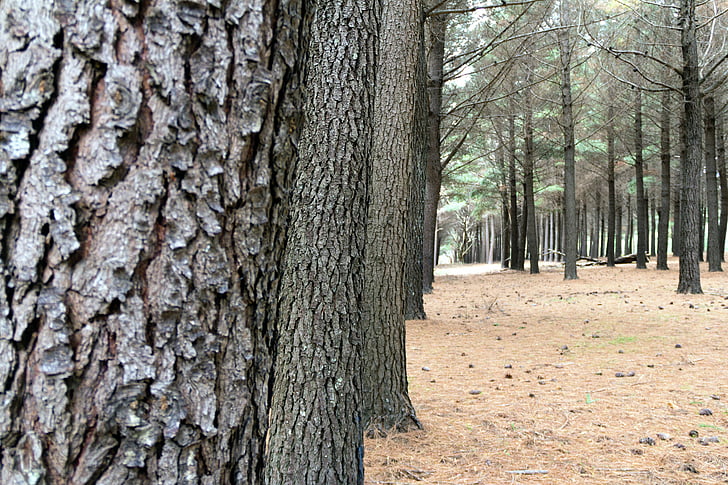 Forrest, árvore, meio ambiente, padrão, ao ar livre, natureza, floresta