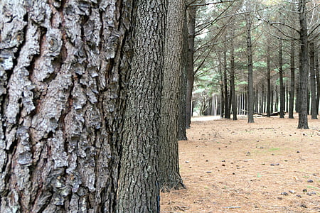 Forrest, drzewo, środowisko, wzór, odkryty, Natura, lasu