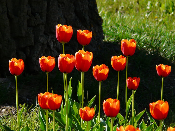 Tulipaner, rød, tilbage lys, Smuk, tulpenbluete, blomster, farverige