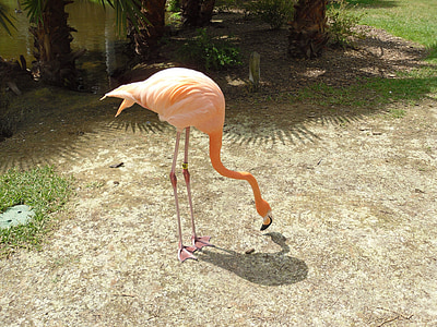 Flamingo, Flamingo, burung, burung, merah muda, tropis