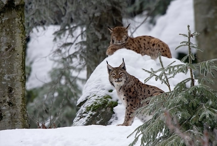 Linh miêu, con mèo, tuyết, mùa đông, một trong những động vật, động vật hoang dã, động vật hoang dã