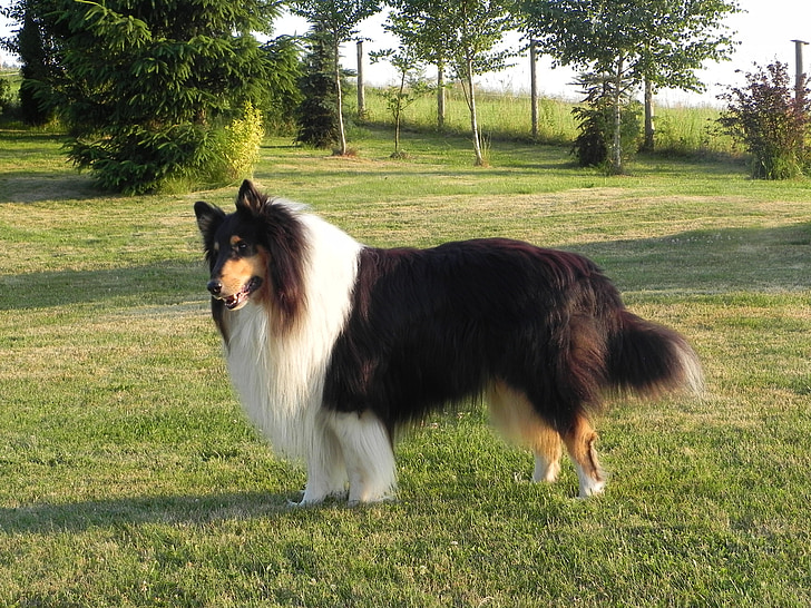 Collie, tre farvede, Tricolor, purebred hund, hund, sommer, britiske fårehund