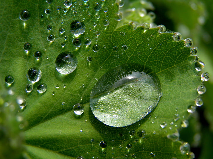 leaf, detail, raindrop, nature, mood, green, plant