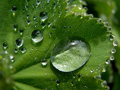 blad, detail, regendruppel, natuur, stemming, groen, plant