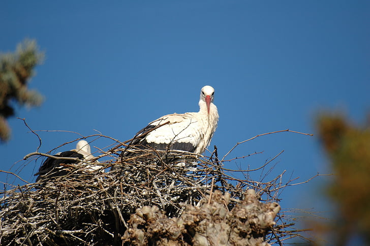stork, nest, bird, animal Nest, nature, wildlife, animal